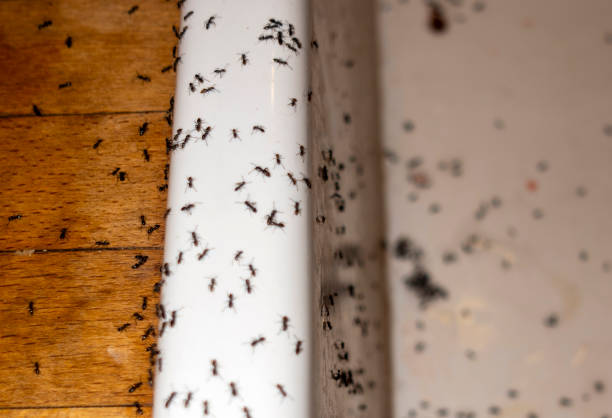 Pest Control Cost in Collegedale, TN