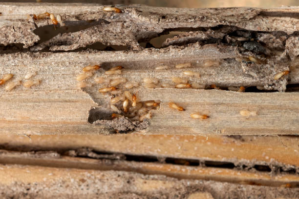 Best Commercial Pest Control Services  in Collegedale, TN